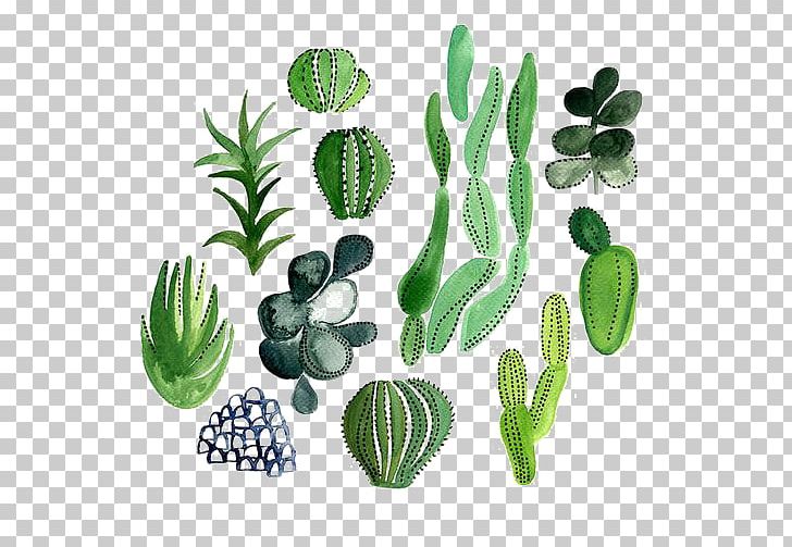 Cactaceae Watercolor Painting Illustration PNG, Clipart, Cactaceae, Cactus, Color, Euclidean Vector, Flowering Plant Free PNG Download