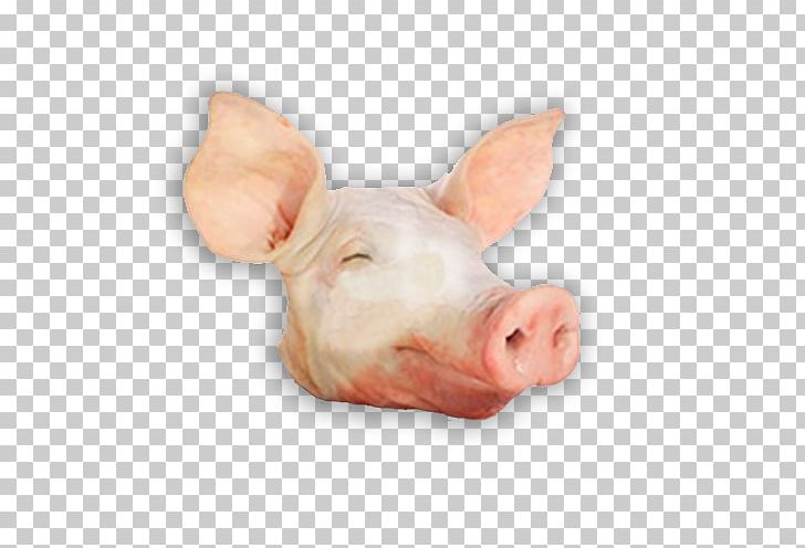 Domestic Pig Head Cheese Pork Spare Ribs PNG, Clipart, Animals, Boston Butt, Cabeza De Cerdo, Carousel, Domestic Pig Free PNG Download