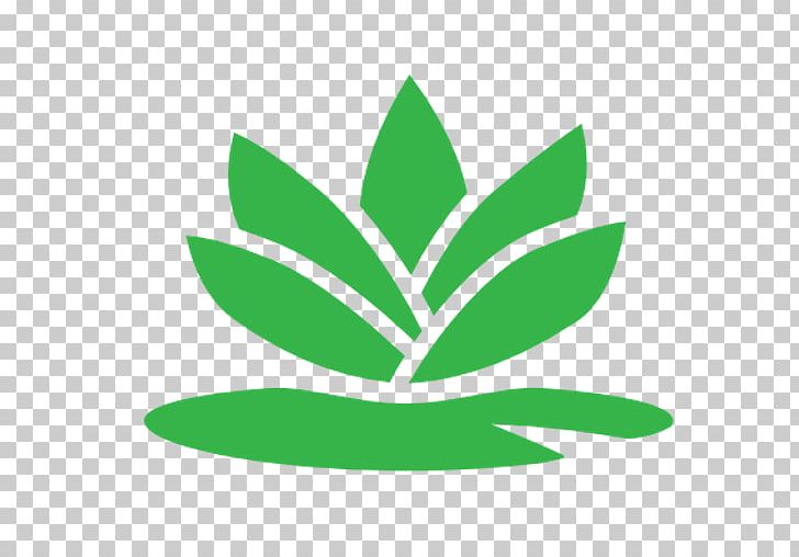 Leaf Plant Stem Tree PNG, Clipart, Apk, App, Grass, Green, Inc Free PNG Download