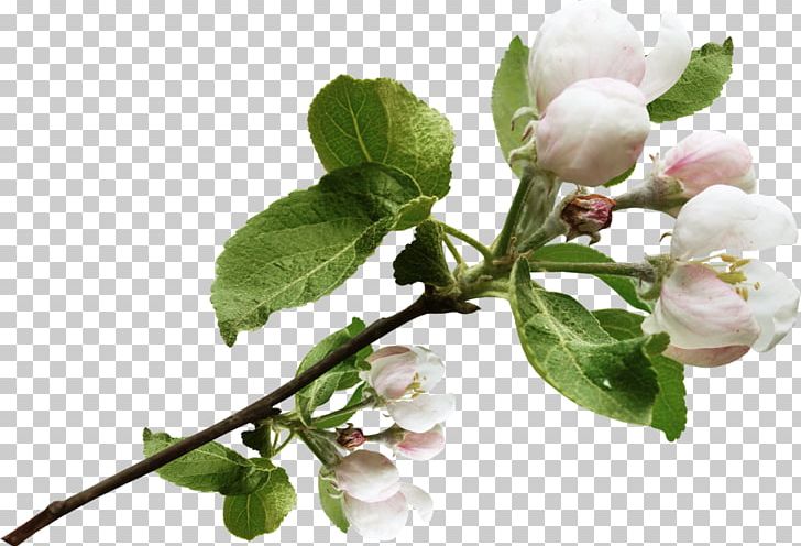 Blossom Apples Tree Flower PNG, Clipart, Apples, Auglis, Blossom, Branch, Bud Free PNG Download