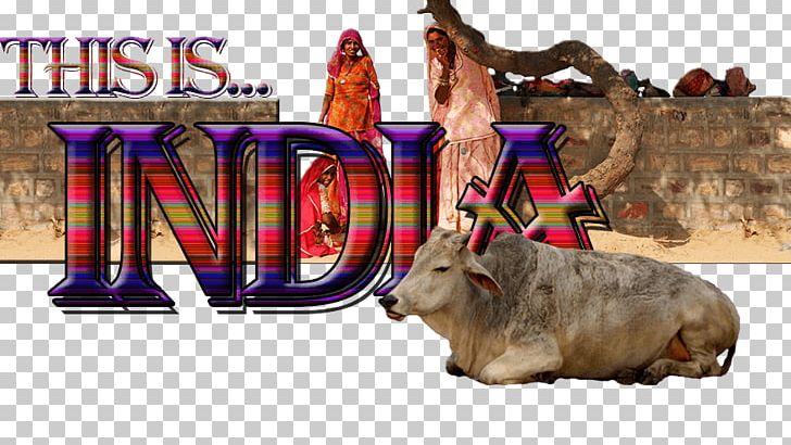 Delhi Cattle Animal Sikhism Mammal PNG, Clipart, Animal, Bull, Cattle, Cattle Like Mammal, Delhi Free PNG Download
