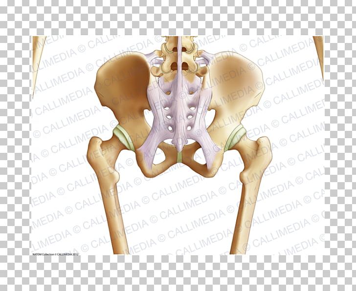 Pelvis Hip Bone Coronal Plane Anatomy PNG, Clipart, Anatomy, Arm, Bone, Coronal Plane, Finger Free PNG Download