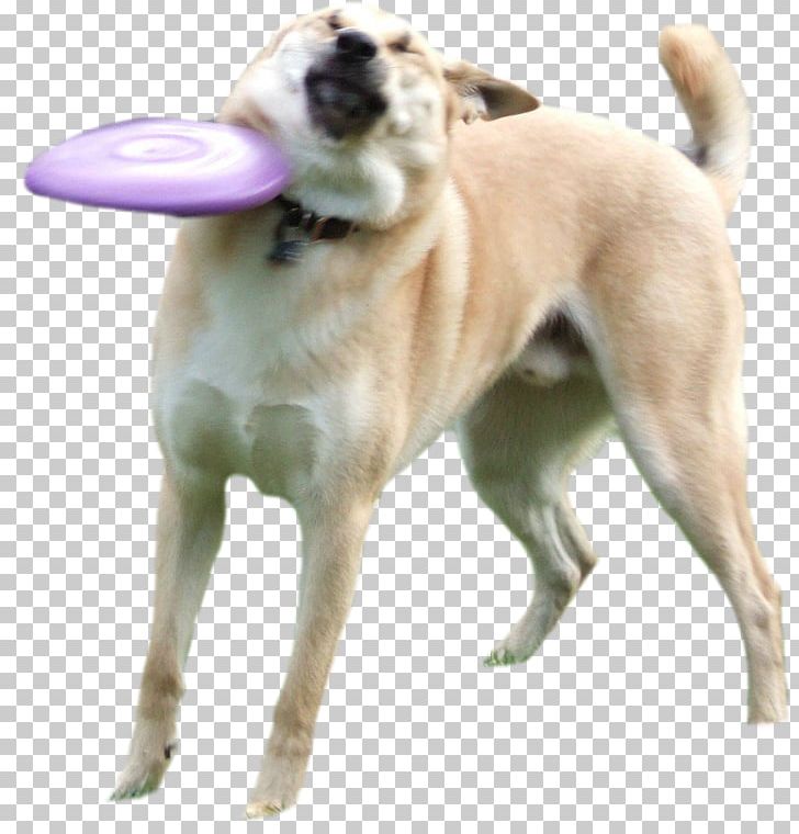 Shiba Inu Doge Flying Discs Know Your Meme Disc Dog PNG, Clipart, Art, Canaan Dog, Carnivoran, Companion Dog, Disc Dog Free PNG Download