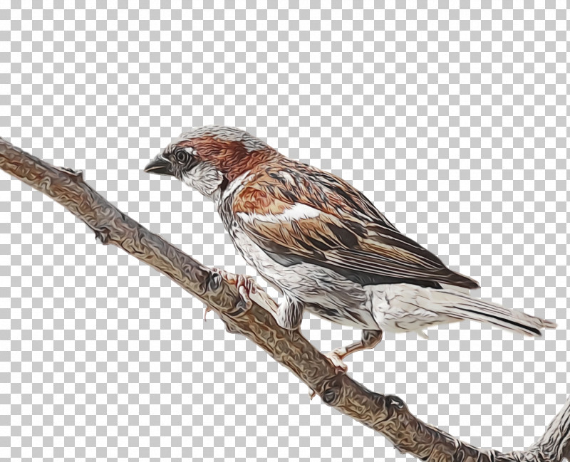 Bird Finch Beak House Finch Sparrow PNG, Clipart, American Rosefinches, Beak, Bird, Branch, Chipping Sparrow Free PNG Download