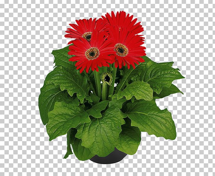 Transvaal Daisy Photography PNG, Clipart, Annual Plant, Cut Flowers, Cyclamen, Cyclamen Persicum, Daisy Family Free PNG Download