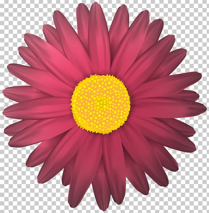 Flower PNG, Clipart, Aster, Chamomile, Chrysanths, Color, Cut Flowers Free PNG Download