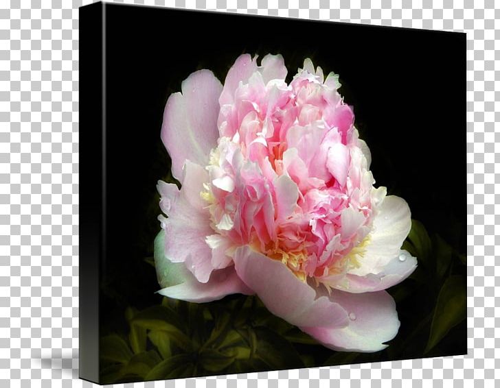 Peony Floral Design Cut Flowers Petal PNG, Clipart, Cut Flowers, Floral Design, Flower, Flower Arranging, Flowering Plant Free PNG Download