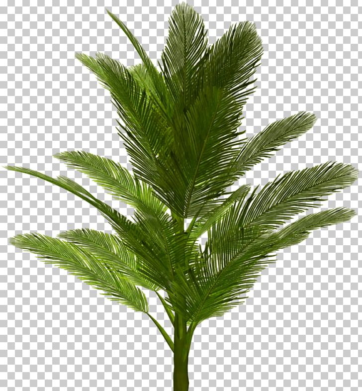 Portable Network Graphics Adobe Photoshop Palm Trees PNG, Clipart, Arecales, Areca Palm, Date Palm, Download, Elaeis Free PNG Download