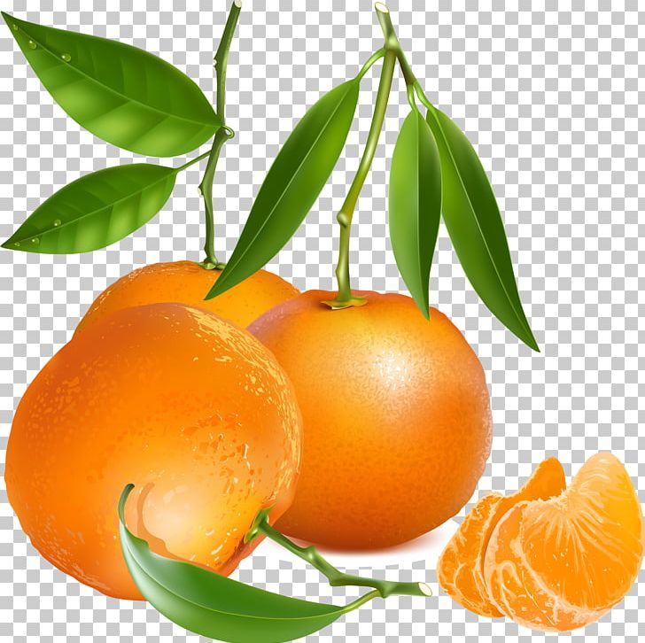 Tangerine Mandarin Orange PNG, Clipart, Bitter Orange, Calamondin, Citric Acid, Citrus, Clementine Free PNG Download
