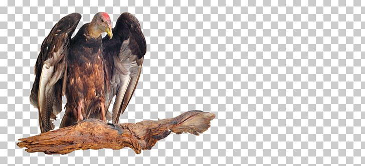 Bird Of Prey New World Vulture University Of Central Florida PNG, Clipart, Accipitridae, Andean Condor, Animal, Animals, Aristotle Free PNG Download