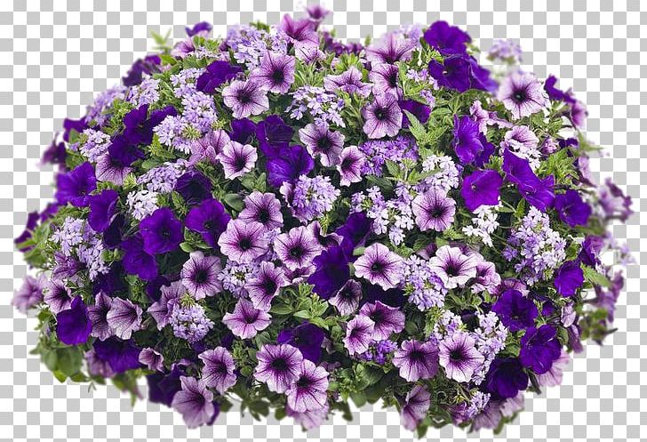Hanging Basket Petunia Container Garden Flowerpot PNG, Clipart,  Free PNG Download
