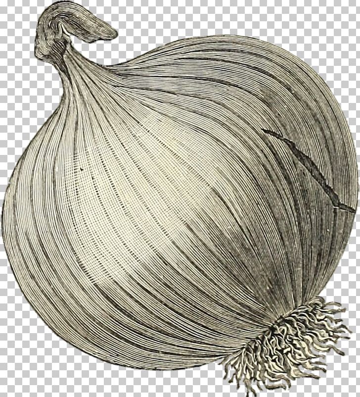 Onion Prebiotic Vegetable PNG, Clipart, Drawing, Food, Garlic, Onion, Photography Free PNG Download