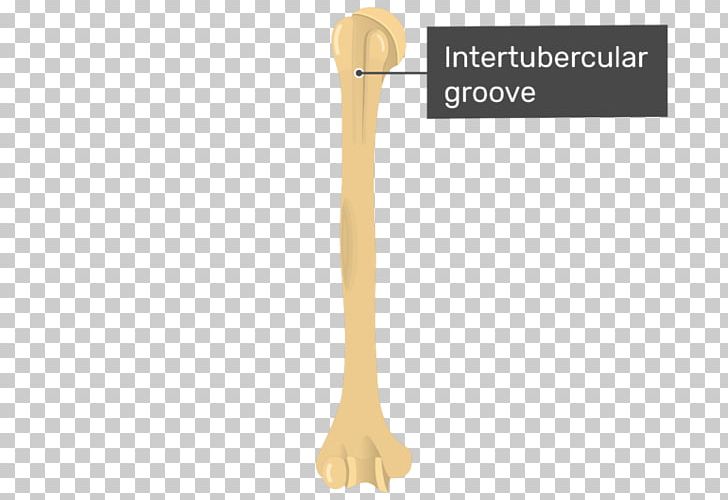 Bicipital Groove Humerus Sulcus Latissimus Dorsi Muscle Bone PNG, Clipart, Anatomy, Bone, Cutlery, Gums, Humerus Free PNG Download
