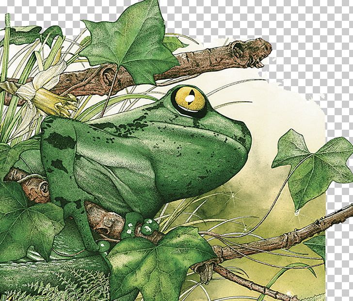 True Frog Amazon Rainforest Tropical Rainforest Tropics PNG, Clipart, Amphibian, Animal, Animals, Drawing, European Tree Frog Free PNG Download