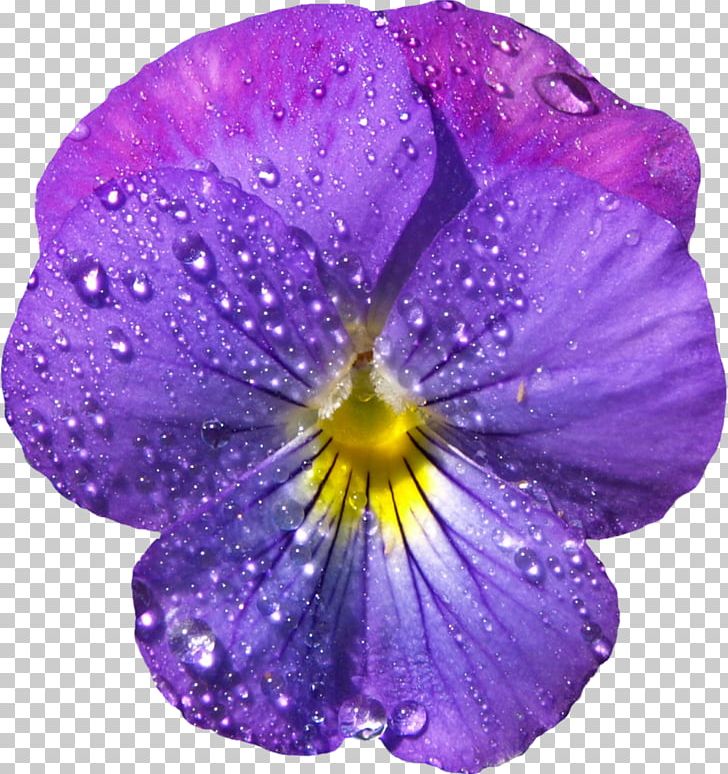 Viola Sororia Violet Flower PNG, Clipart, Clipart, Clip Art, Color, Desktop Wallpaper, Dew Free PNG Download