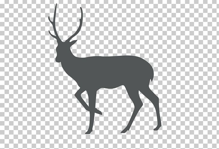 White-tailed Deer Sika Deer Stock Photography PNG, Clipart, Animals, Antelope, Antler, Black And White, Can Stock Photo Free PNG Download