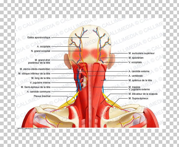 Aponeurosis Posterior Triangle Of The Neck Nerve Muscle PNG, Clipart, Anatomy, Aponeurosis, Cranial, Ear, Graphic Design Free PNG Download