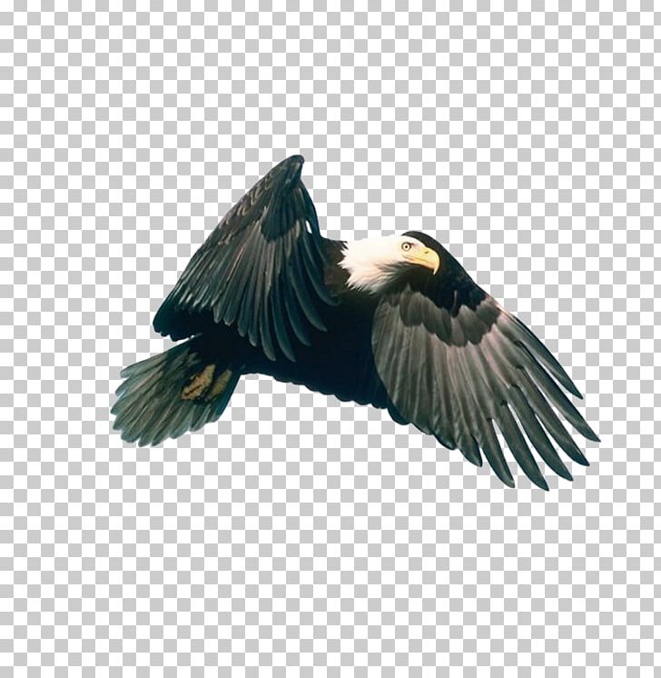 Eagle Hawk PNG, Clipart, Accipitriformes, Animal, Animals, Bald Eagle, Beak Free PNG Download
