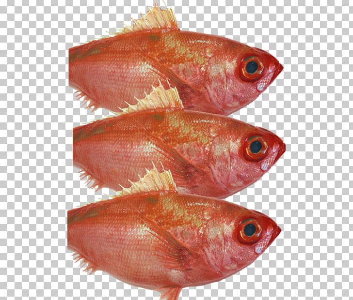 Northern Red Snapper Fish Products Oily Fish PNG, Clipart, Animal Source Foods, Fish, Fish Fillet, Fish Products, Northern Red Snapper Free PNG Download