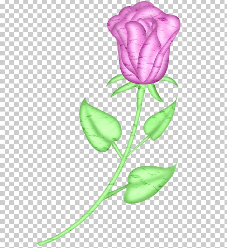 Garden Roses Beach Rose Tulip Pink PNG, Clipart, Bud, Color, Flora, Floral Design, Flower Free PNG Download