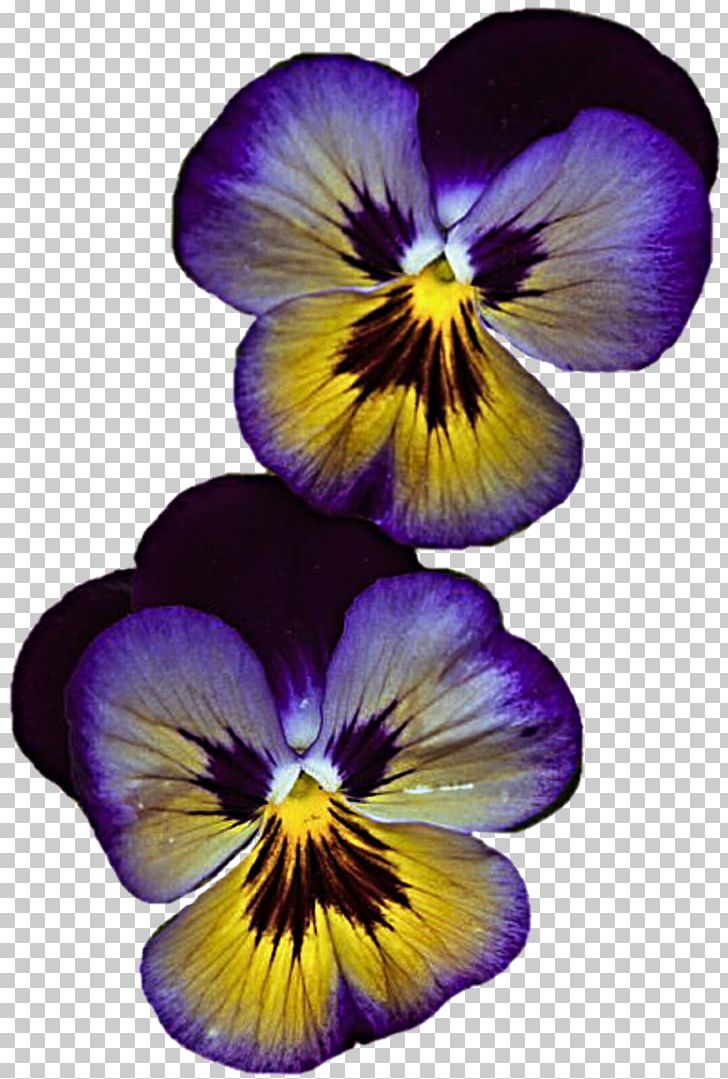 Pansy Violet Flower Lilac Red PNG, Clipart, Blue, Flower, Flowering Plant, Lilac, Nature Free PNG Download