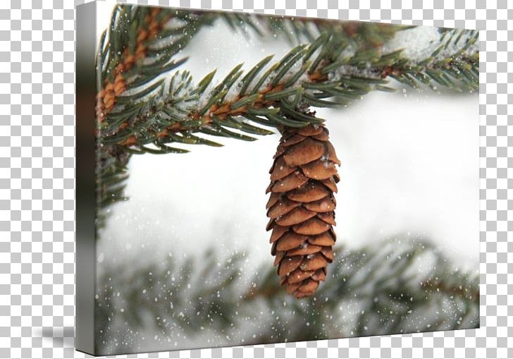 Spruce Fir Conifers Pine Evergreen PNG, Clipart, Branch, Christmas, Christmas Ornament, Conifer, Conifers Free PNG Download