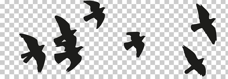 Bird Flight Flying Wing Bird Flight PNG, Clipart, Animal, Animals, Backlighting, Beak, Bird Free PNG Download