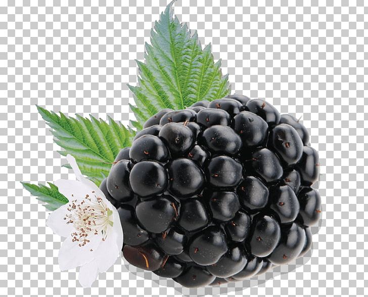Driscoll's BlackBerry Boysenberry Auglis PNG, Clipart,  Free PNG Download
