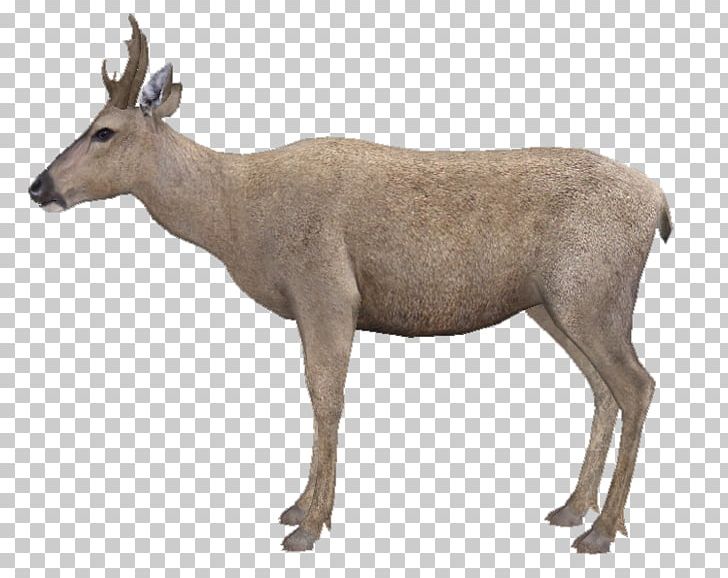 Elk White-tailed Deer Musk Deers Reindeer Antelope PNG, Clipart, Animal, Antelope, Antler, Cartoon, Cattle Free PNG Download