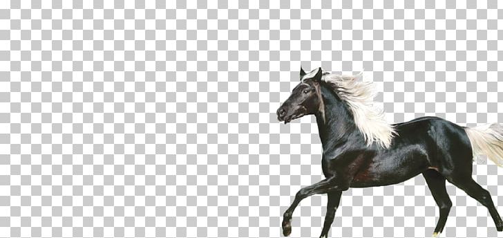 Horse Stallion Icon PNG, Clipart, Animals, Bridle, Dark, Dark Clouds, Darkness Free PNG Download