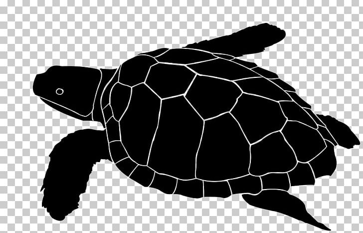 Loggerhead Sea Turtle Glass Etching Glass Engraving PNG, Clipart, Abrasive Blasting, Art, Black And White, Emydidae, Engraving Free PNG Download