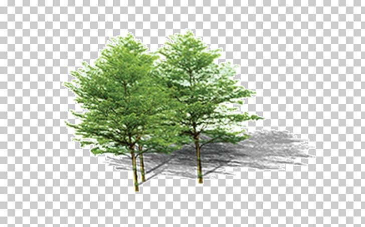 Pine Plant Computer File PNG, Clipart, Background, Biome, Branch, Branches, Christmas Tree Free PNG Download