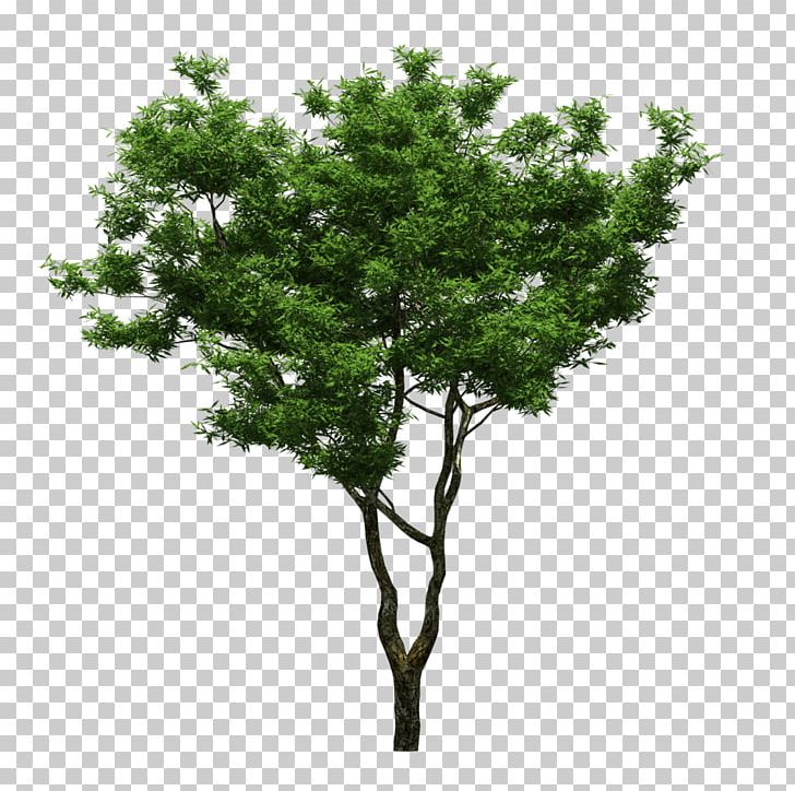 Tree Feng Shui Yard Sweet Osmanthus Bonsai PNG, Clipart, Autumn Tree, Branch, Christmas Tree, Drinking, Family Tree Free PNG Download