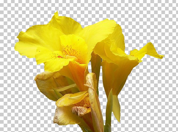 Canna Daffodil Cut Flowers Daylily Lilium PNG, Clipart, Amaryllis Family, Beautiful, Beautiful Flowers, Big, Big Flower Free PNG Download