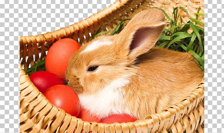 Easter Bunny Holiday Easter Egg Holy Week PNG, Clipart, Animal, Animals, Animation, Basket, Basket Of Apples Free PNG Download