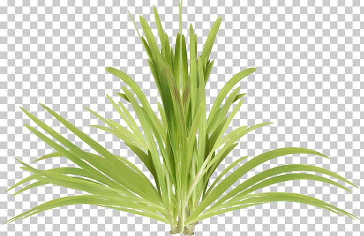 Algae Plant Seaweed Растительный мир России Flora PNG, Clipart, Animal, Aquarienpflanze, Aquarium Decor, Commodity, Coral Free PNG Download