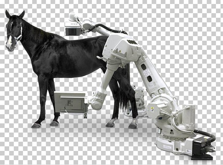 Appaloosa Andalusian Horse American Miniature Horse Mustang Stallion PNG, Clipart, Andalusian Horse, Appaloosa, Computed Tomography, Dressage, Gray Free PNG Download