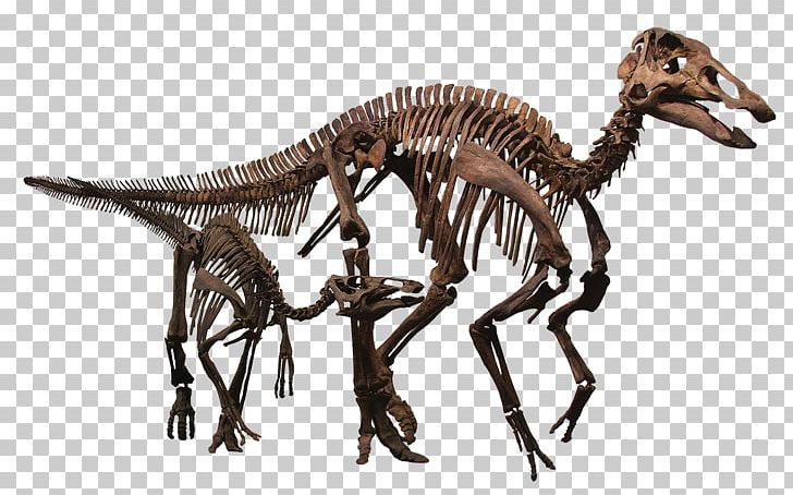 Rocky Mountain Dinosaur Resource Center Tyrannosaurus Pachycephalosaurus Edmontosaurus Annectens Late Cretaceous PNG, Clipart, Dinosaur, Dinosaur Egg, Edmontosaurus, Edmontosaurus Annectens, Extinction Free PNG Download
