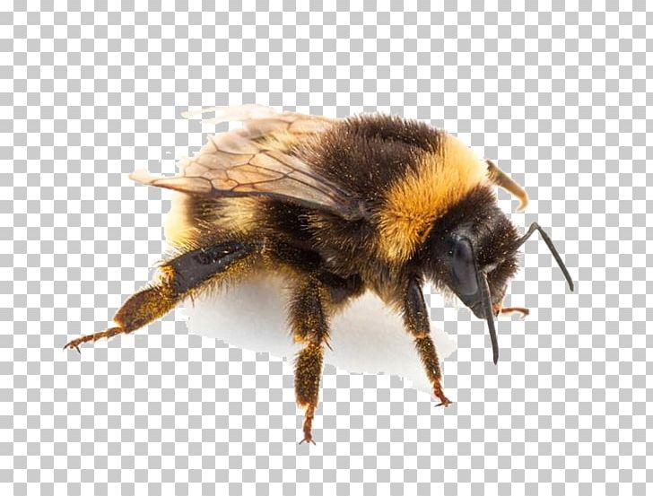 Bumblebee Hornet Insect Bites And Stings PNG, Clipart, Animals, Arthropod, Bee, Beehive, Bee Sting Free PNG Download