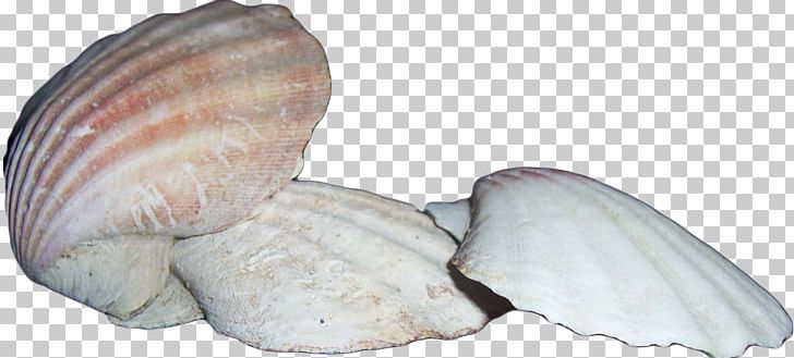 Clam Cockle Seashell Scallop Mussel PNG, Clipart, Advertising, Animals, Animal Source Foods, Clam, Clams Oysters Mussels And Scallops Free PNG Download