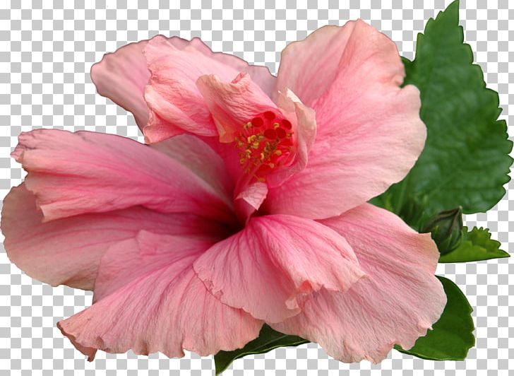Common Hibiscus Flower Shoeblackplant PNG, Clipart, Annual Plant, Azalea, China Rose, Chinese Hibiscus, Common Hibiscus Free PNG Download