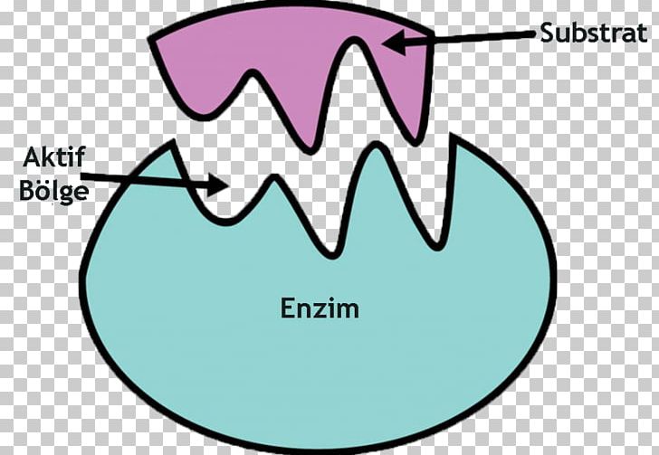 Enzyme Substrate Catalysis Active Site Chemical Reaction PNG, Clipart, Active Transport, Angle, Area, Binding Site, Biology Free PNG Download