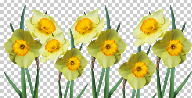Floral Design PNG, Clipart, Bulb, Cut Flowers, Daffodil, Doubleflowered, Floral Design Free PNG Download