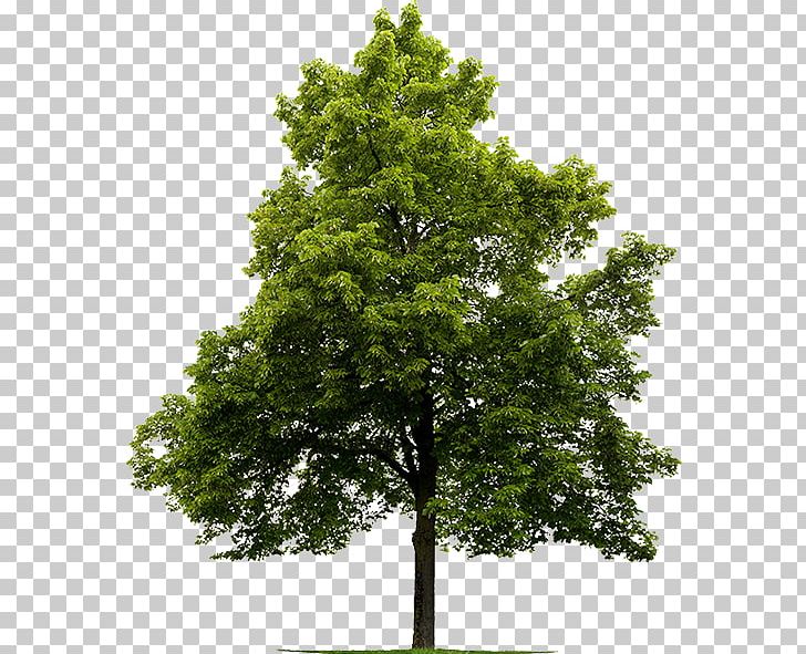 Sugar Maple Tree Japanese Maple Stock Photography American Linden PNG, Clipart, American Linden, Betula Alleghaniensis, Branch, Color, Evergreen Free PNG Download