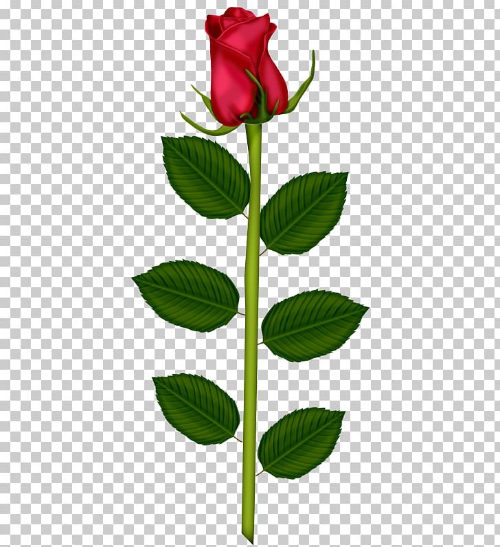 Garden Roses Valentine's Day Love Friendship Gift PNG, Clipart,  Free PNG Download