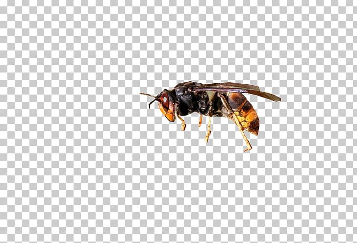 Honey Bee Wasp Asian Hornet European Hornet PNG, Clipart, Arthropod, Asian Hornet, Bee, European Hornet, Fly Free PNG Download