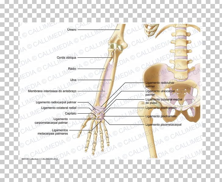 Human Skeleton Ligament Elbow Forearm PNG, Clipart, Abdomen, Anatomy, Angle, Anterior, Arm Free PNG Download