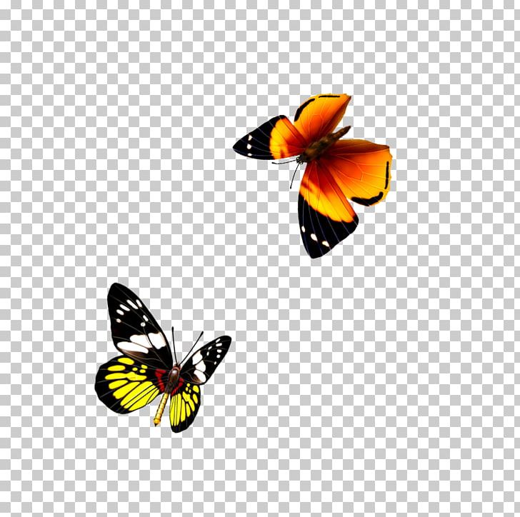 Monarch Butterfly Pieridae PNG, Clipart, Arthropod, Blue Butterfly, Brush Footed Butterfly, Butterflies, Butterfly Group Free PNG Download