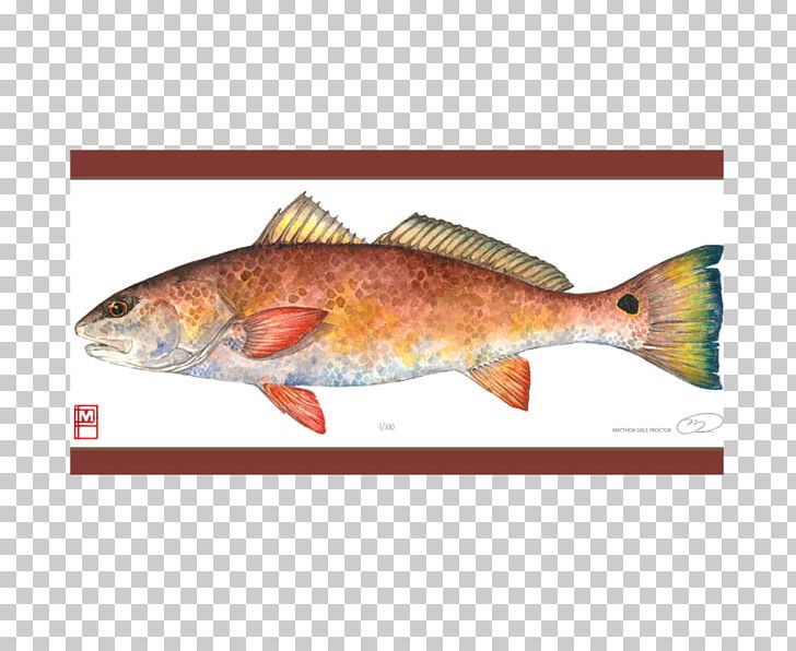Salmon Painting Northern Red Snapper Fish Products Art PNG, Clipart, Animal Source Foods, Art, Bony Fish, Canvas, Cod Free PNG Download