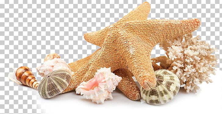 Seashell Beach PNG, Clipart, Animal Figure, Beach, Ceiling Fans, Claw, Clip Art Free PNG Download